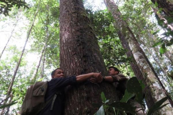 Hari ini, 21 Maret, diperingati sebagai World Forestry Day atau Hari Hutan Sedunia. Meski mungkin terdengar baru bagi sebagian orang, peringatan ini memiliki makna yang cukup mendalam dan penting bagi kelestarian bumi kita