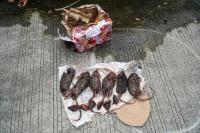 Kantor Tempo Diteror, Pasbata: Usut Pelakunya!