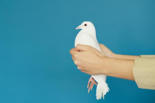 Mudik Idulfiiri atau Lebaran merupakan salah satu momen yang penuh kebahagiaan, namun bagi para pemilik burung, mudik sering kali meninggalkan rasa khawatir tentang kesehatan dan kenyamanan hewan peliharaan mereka