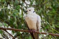 Cara Memperbesar dan Memperindah Suara Burung Perkutut