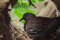 Cara Merawat Burung Perkutut saat Musim Hujan agar Tetap Sehat