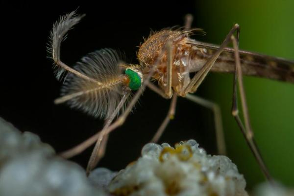 Mengenal Nyamuk Anopheles Penyebab Malaria dan Cara Mencegahnya