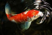 9 Tips Jaga Ikan Koi Tetap Sehat Selama Musim Hujan