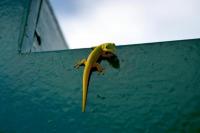 Apa Jadinya Kalau Kita Bunuh Semua Cicak?