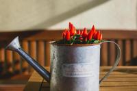 Cara Menanam Cabai di Rumah, Mudah untuk Pemula