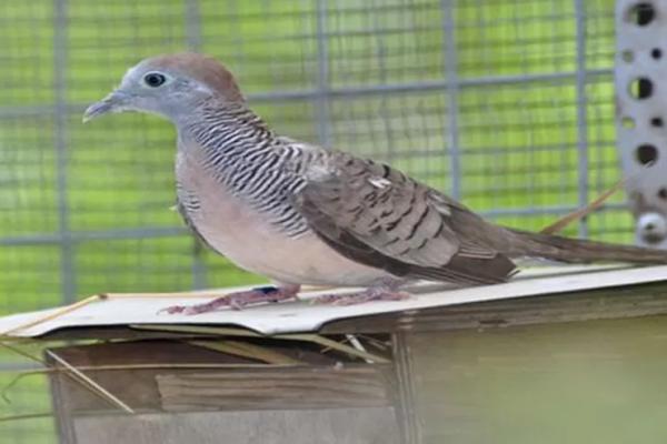 Perkutut Jogo Boyo, Burung Legendaris Penuh Wibawa dan Nilai Spiritual