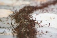 Banyak Semut Masuk Rumah? Ini Penyebab dan Cara Efektif Mengusirnya