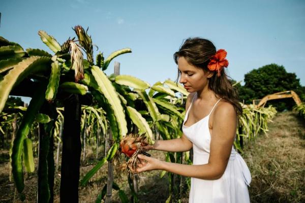 Cara Menanam Buah Naga di Rumah, Cocok untuk Pemula-Lahan Sempit