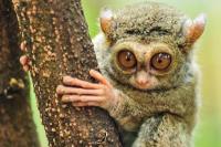 Mata Binatang, Sejauh Apa Hewan Bisa Melihat?