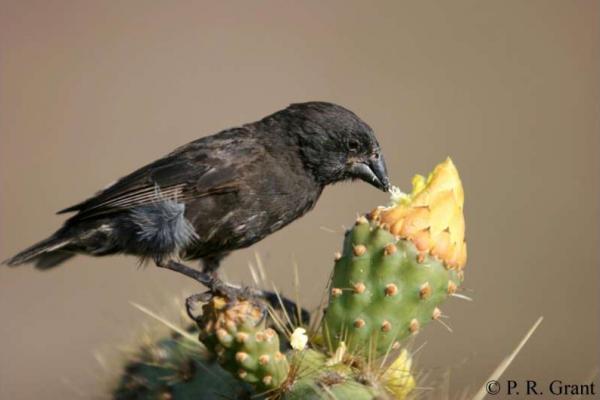 Kisah Burung “Pipit” Galapagos yang Mengubah Arah Ilmu Pengetahuan