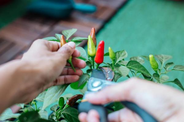 Cara Menanam Cabai dengan Sistem Hidroponik, Praktis dan Efektif