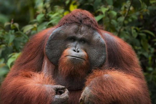 Orangutan Gunakan Pola Bahasa Kompleks Mirip Bahasa Manusia