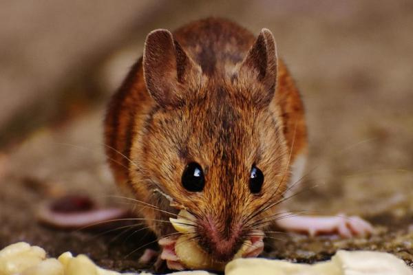 Tanpa Bertarung, Tikus Tahu Siapa Bosnya Lewat Aroma