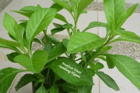 8 Manfaat Daun Sambung Nyawa, Cegah Hipertensi hingga Kanker