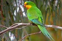 Hari Burung Parrot Sedunia 2025, Sejarah dan Makna di Baliknya