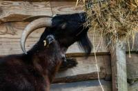 7 Penyebab Kambing Mengembik Terus-menerus pada Malam Hari