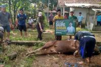 Sedang Ibadah Haji, Tommy Kurniawan Sebar Puluhan Hewan Kurban di Kabupaten Bogor