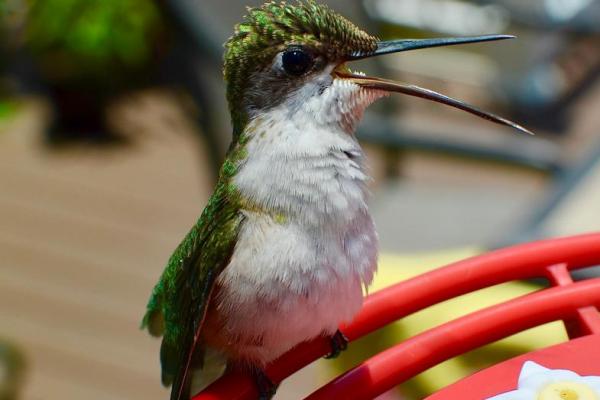 Waduh, Burung Ternyata Bisa Mabuk Alkohol dari Makanan Sehari-hari
