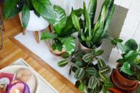 7 Tanaman Hias yang Cepat Tumbuh dan Mudah Dirawat di Rumah