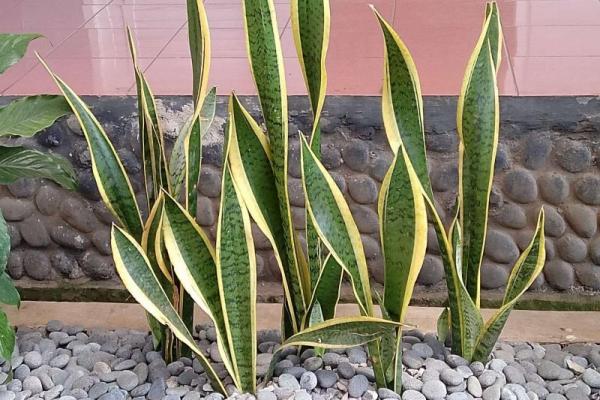 5 Manfaat Menanam Lidah Mertua di Rumah Anda, Estetik hingga Anti Repot