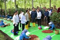 Panen Raya Kopi, PTPN Dampingi Petani Ijen Lewat Berbagai Program