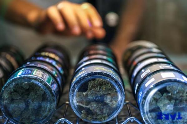 Industri Ganja Terguncang saat Thailand Rencanakan Kriminalisasi Kembali