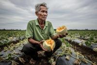 Jaga Tanaman Berkualitas, Petani Melon di Jawa Timur Hadapi Tantangan