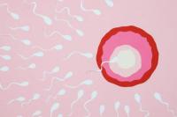 Rahasia Sel Telur Manusia Bertahan Puluhan Tahun dengan Mode Hemat Energi