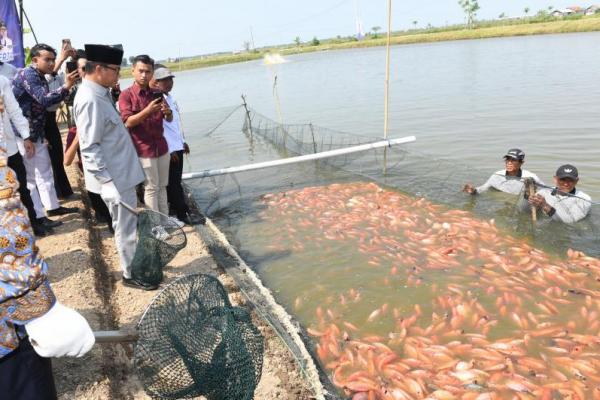 Mendes PDT Yandri Susanto menargetkan desa di Kabupaten Pati jadi eksportir ikan nila salin karena potensinya yang sangat tinggi. 