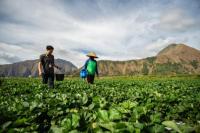 Sejarah di Balik Hari Tani Nasional Tiap 24 September