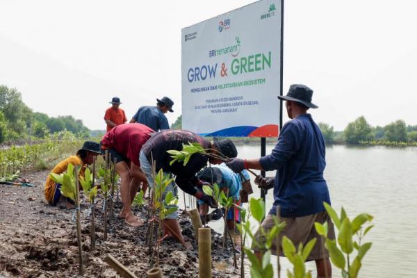 Hari Mangrove Sedunia, BRI Tanam 10.000 Pohon di Pesisir Jabar