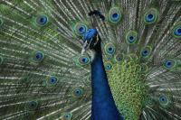 Struktur Nano di Bulu Merak Ini Bisa Hasilkan Laser, Apa Gunanya?