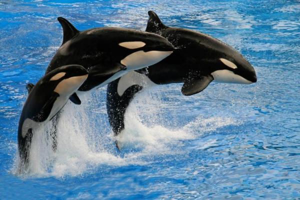 10 Fakta Tentang Paus Orka, Predator Cerdas yang Punya Budaya Unik