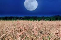 Fenomena Corn Moon Bertemu Gerhana Bulan Total 2025, Apa Artinya?