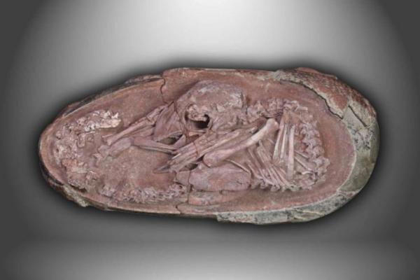 Fosil Embrio Dinosaurus Berusia 70 Juta Tahun Ditemukan Utuh dalam Telur