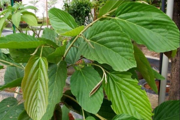 Mengenal Daun Apa-Apa, Tanaman Lokal yang Dilirik Sebagai Antikanker