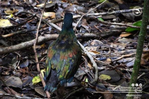 Junai Emas, Merpati Eksotis Penjaga Hutan yang Dilindungi