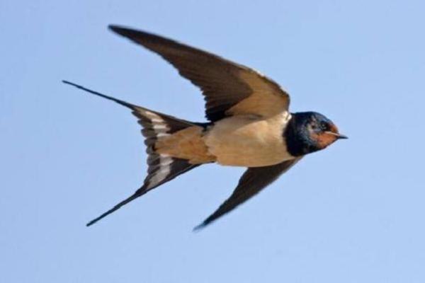 Berikut ini sejumlah fakta unik tentang burung walet yang jarang diketahui