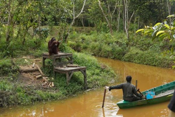 Industri sawit yang bertanggung jawab seharusnya mampu menunjukkan kontribusi konkret terhadap pelestarian keanekaragaman hayati.