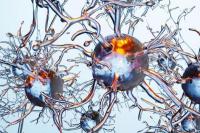 Bukan Cuma Otak, Penelitian Temukan Sel Tubuh Juga Menyimpan Memori