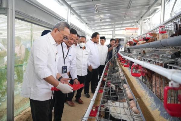 Menko Pangan Panen Brokoli hingga Ayam Petelur di Rumah Pangan PNM