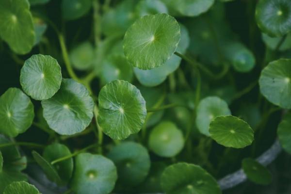 Ini Ragam Manfaat Daun Pegagan (Centella Asiatica) untuk Kesehatan