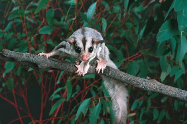 Bukan Kucing! Ini 5 Hewan Peliharaan Anti Mainstream