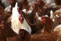 Jangan Salah, Ini Bedanya Daging Ayam Pejantan dan Ayam Kampung