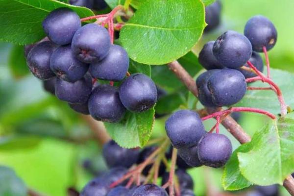 Buah `Emas Hitam` Kaya Antioksidan Ini Bisa Stabilkan Gula Darah