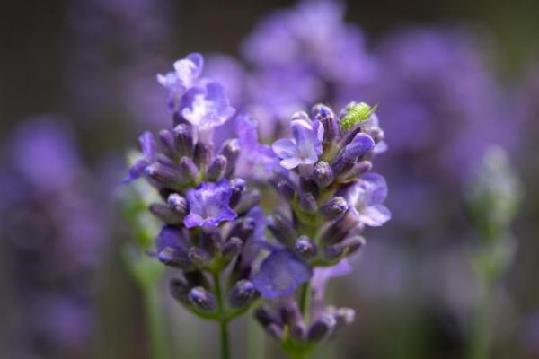 5 Tanaman Pengusir Nyamuk yang Efektif dan Mudah Ditanam di Rumah