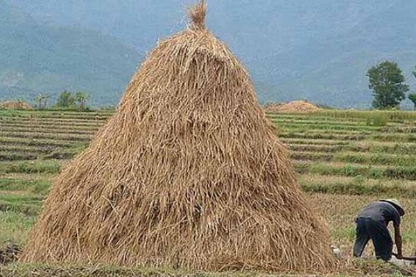 8 Manfaat Jerami, Buat Mulsa, Topi, hingga Bahan Bakar