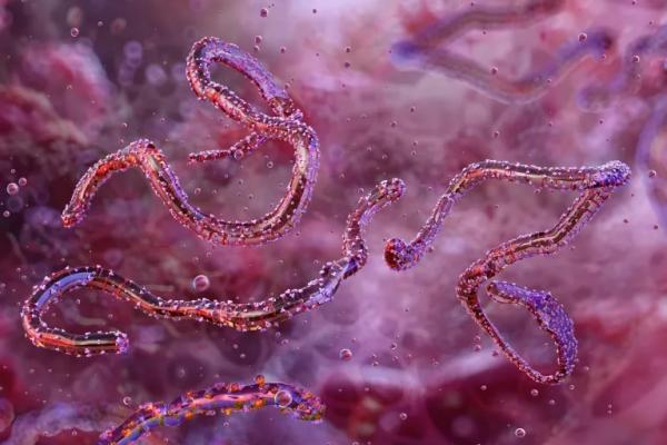 Virus Marburg Mulai Merebak, Kenali Gejala dan Bahayanya