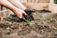 Berkebun, salah satu pekerjaan yang bisa jadi pilihan usai pensiun (Foto: Sandie Clarke/Unsplash)