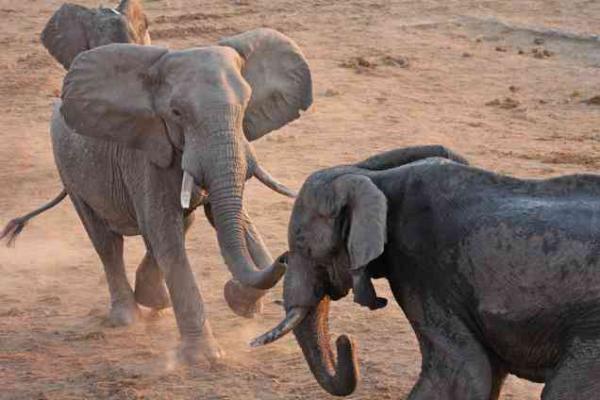 Kenapa Banyak Hewan Besar Berasal dari Afrika?